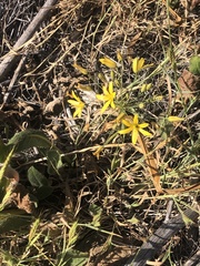 Bloomeria crocea crocea
