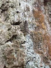 Cixius pini