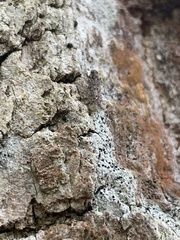 Cixius pini