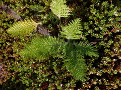 Leptinella plumosa