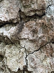 Cixius pini