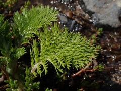 Leptinella plumosa