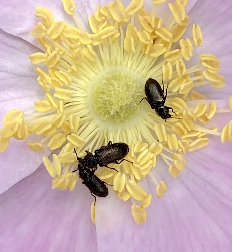 iNaturalist observation photo of Beetles