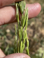 Leymus × multiflorus