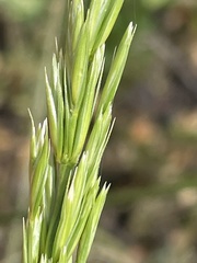 Leymus × multiflorus