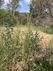 Leymus × multiflorus