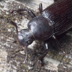 Menephilus cylindricus