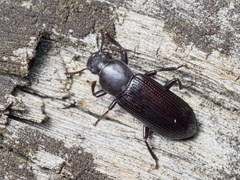 Menephilus cylindricus