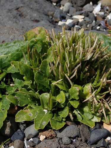 Cardamine depressa