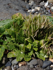 Cardamine depressa depressa