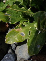 Cardamine depressa depressa