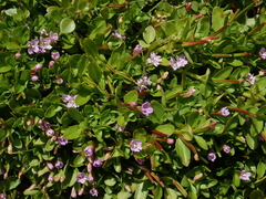 Epilobium confertifolium