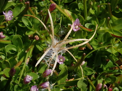 Epilobium confertifolium