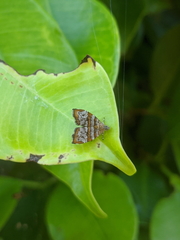 Choreutis periploca