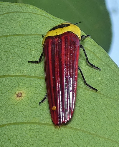 Hiperantha decorata