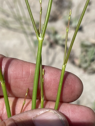 Eriogonum gracile var. incultum