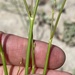 Palomar Mountain Wild Buckwheat - Photo (c) jrebman, some rights reserved (CC BY-NC), uploaded by jrebman