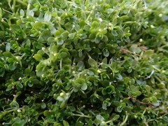 Callitriche aucklandica