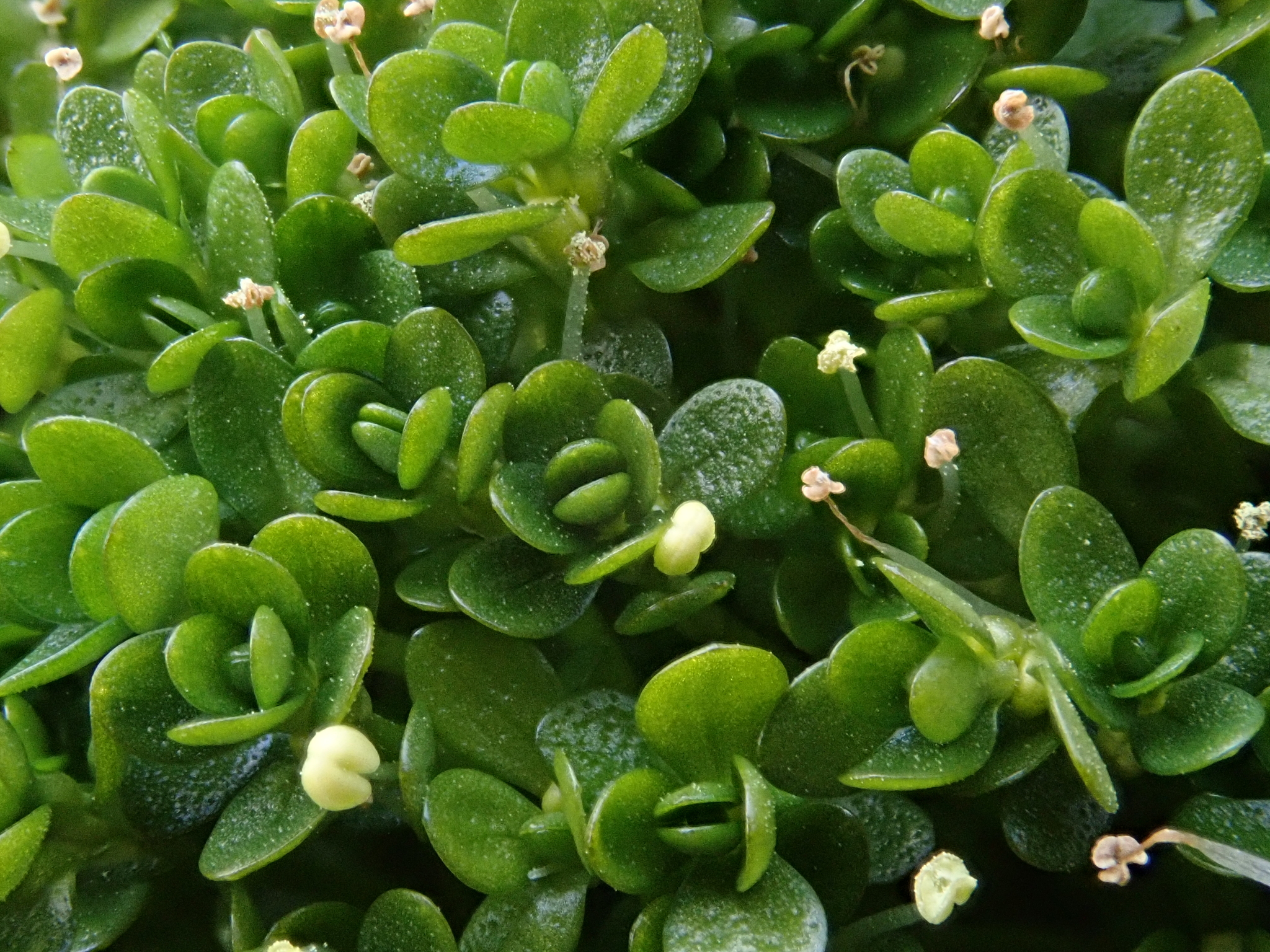 Callitriche