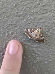 Agrioglypta itysalis