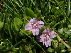 Epilobium confertifolium