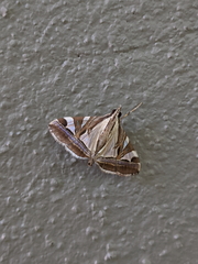 Agrioglypta itysalis