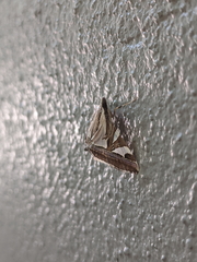 Agrioglypta itysalis