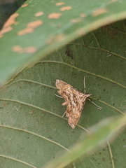 Ambia