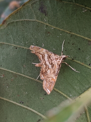 Ambia