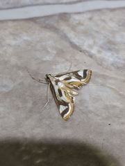 Theila siennata