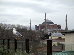 Larus michahellis