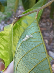 Tetrernia teminitis