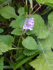 Scutellaria brachyspica
