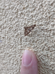 Sameodes
