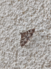 Sameodes