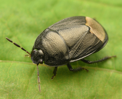 Sehirus luctuosus