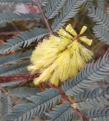 Mimosoideae