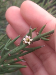 Colletieae