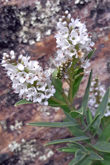 Veronica albicans
