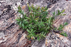 Veronica albicans