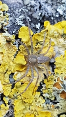 Philodromidae
