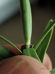 Veronica albicans