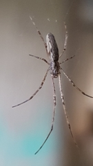 Tetragnatha