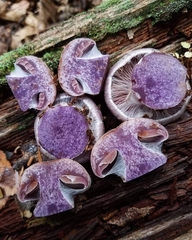 Thaxterogaster purpurascens