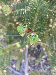 Pseudotsuga macrocarpa