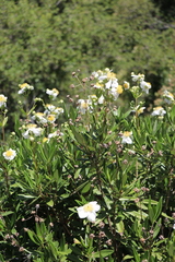 Carpenteria