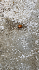 Coccinella septempunctata