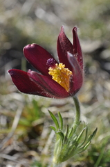 Pulsatilla rubra