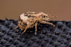 Pseudocneorhinus obesus