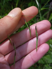 Melica subulata